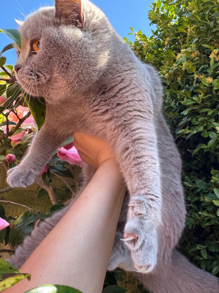 Beautiful British Shorthair girl, Rose looking for a loving home