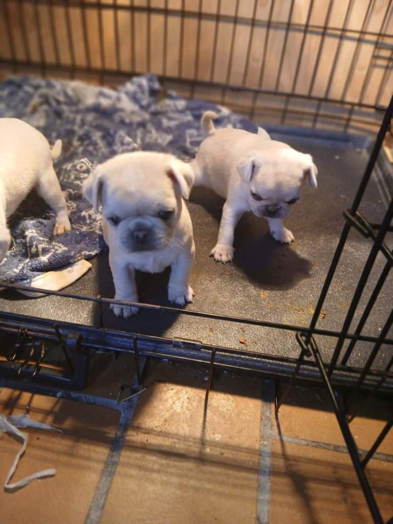 Full pedigree pug pups