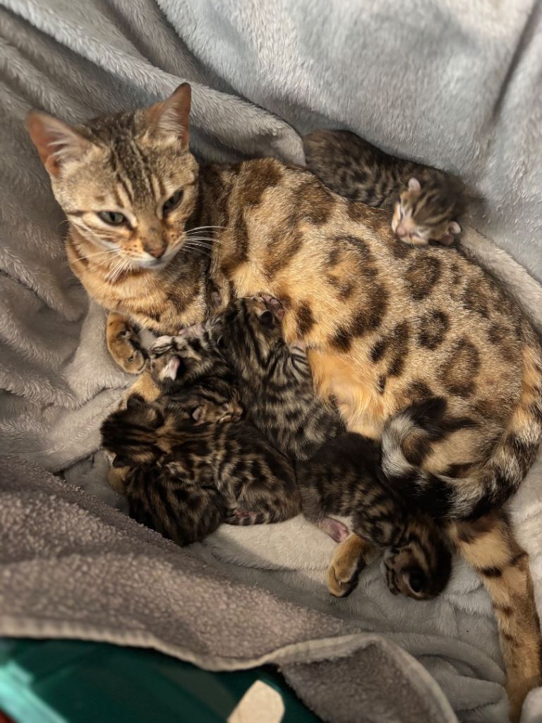Golden spotten bengal and black and silver marbled bengal kittens