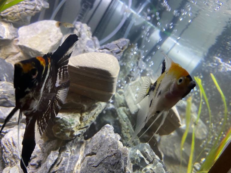 Angel fish