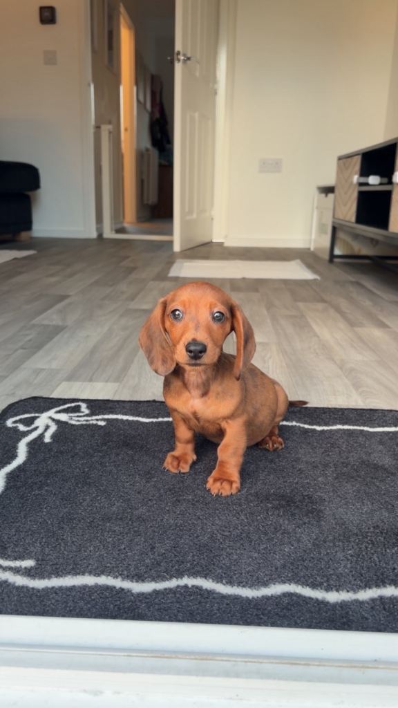 Miniature dachshund puppy
