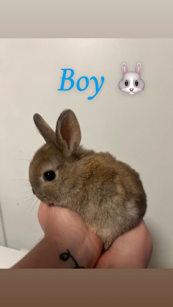 Netherland dwarf babies 