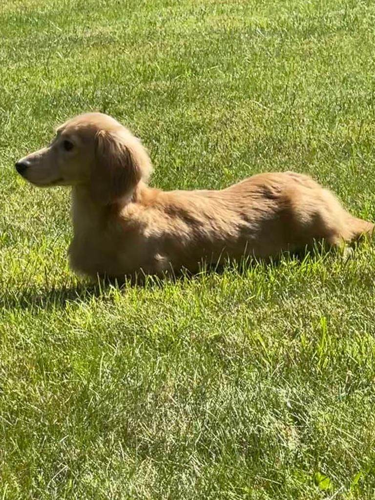 Long hair cream Miniature dachshund dogs for sale