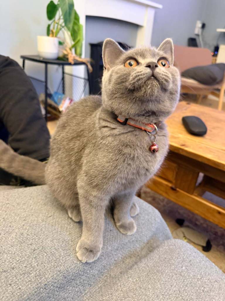 3 Beautiful British Shorthair Kittens Ready for Their Forever Homes