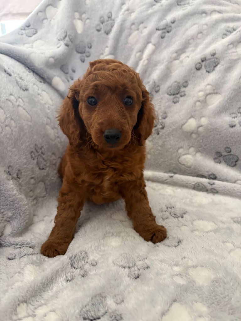 F1b cockapoo 