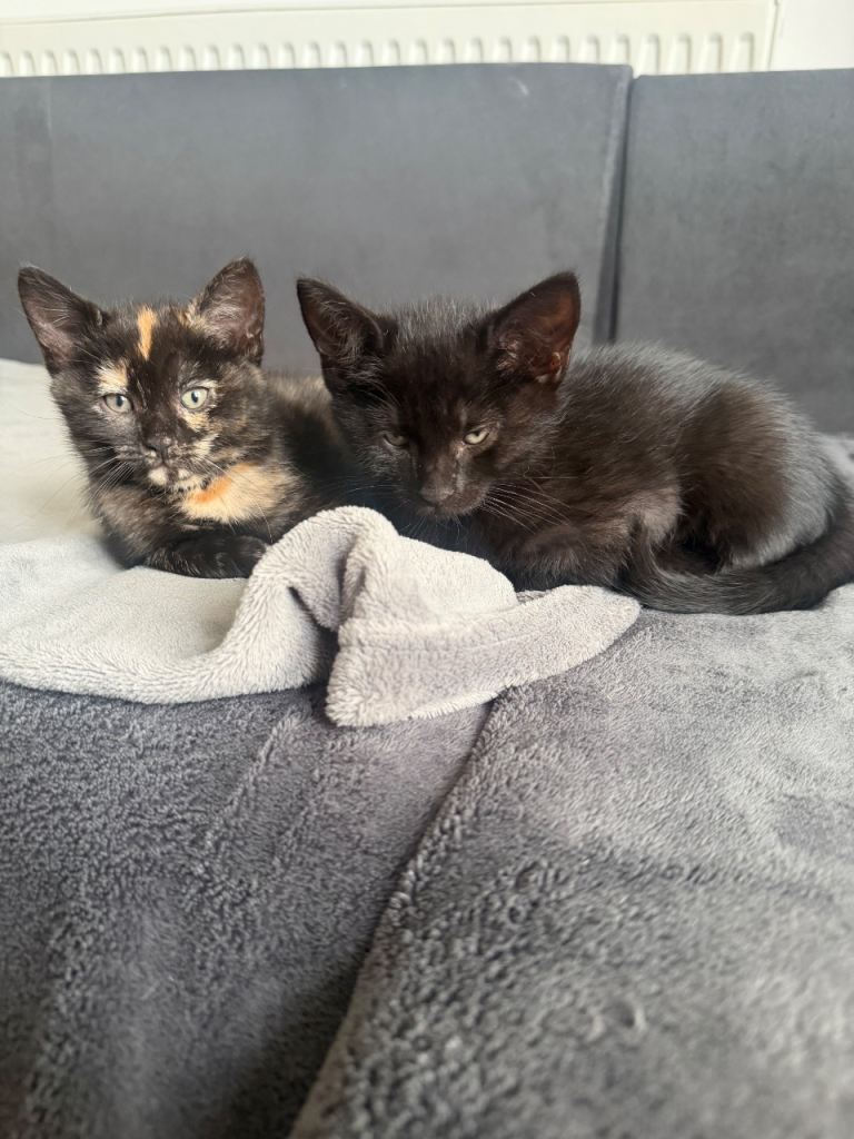 Kittens ready to find their forever home