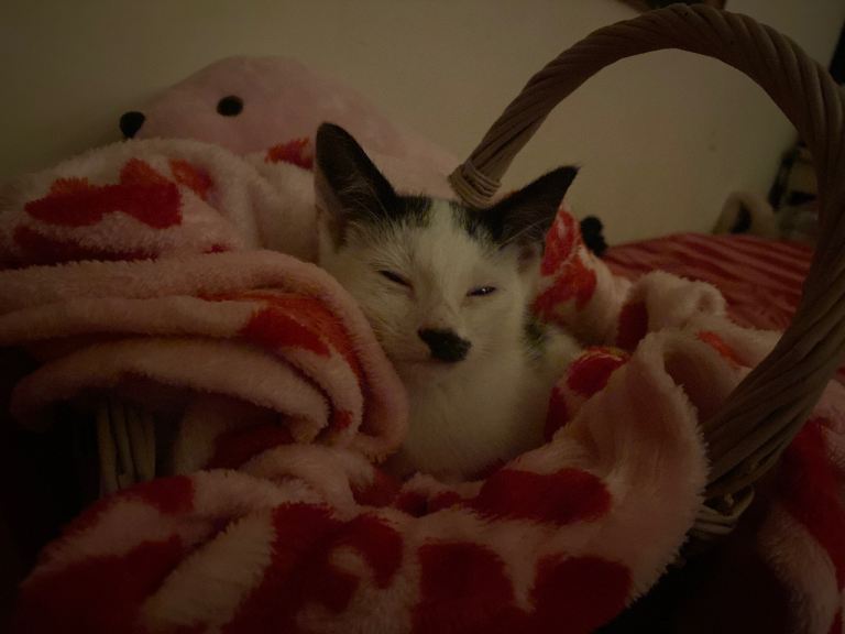 Kitten. 