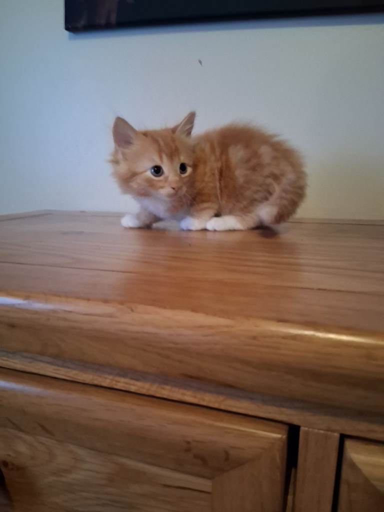Kittens 