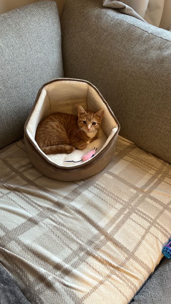 10 week old kitten / male 