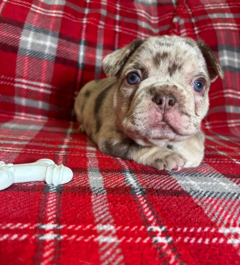 image for QUALITY FRENCH BULLDOGS 