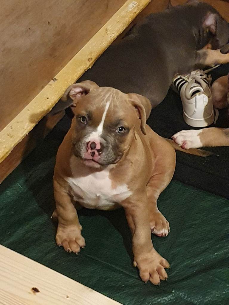 Abkc Pocket Bully puppies 