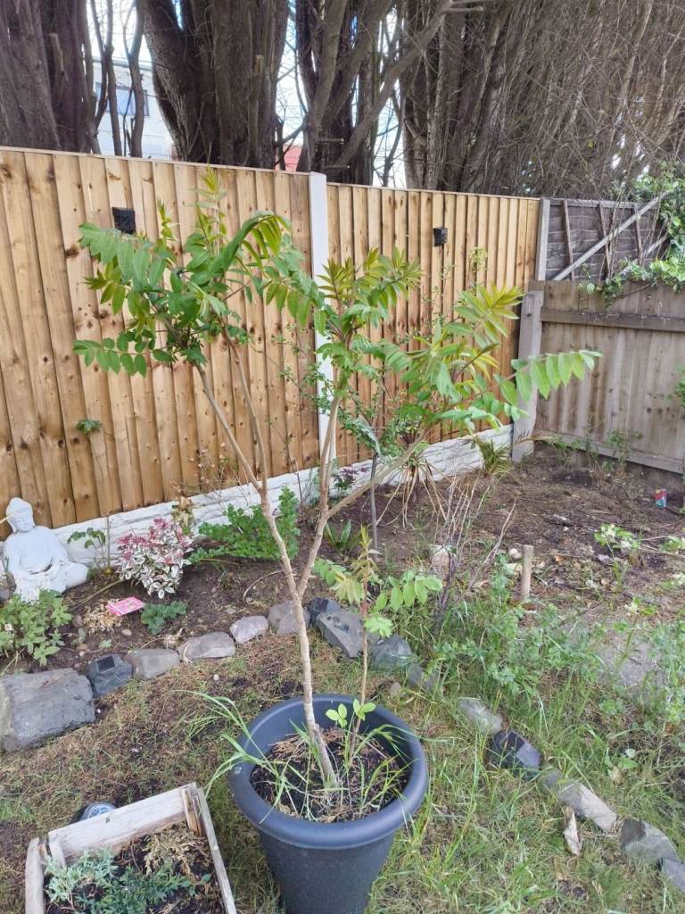 Sumack tree