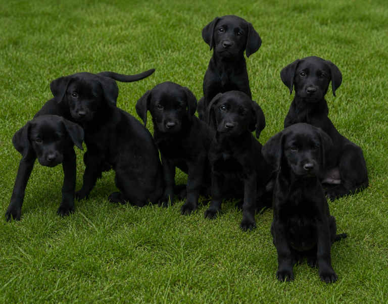 Labrador puppies 