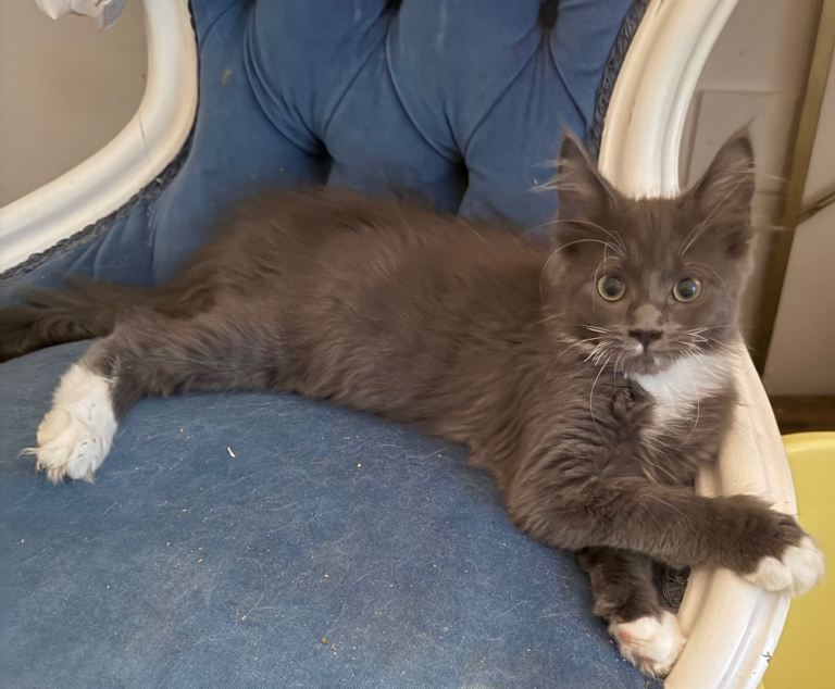 Maine coons