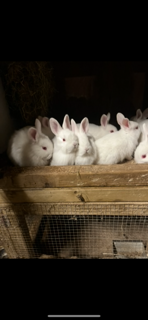 New Zealand White Rabbits 
