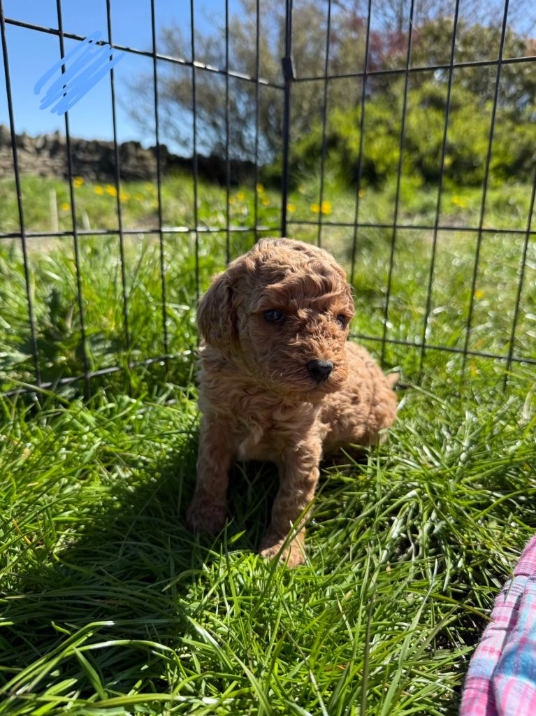 Cavapoo F1B
