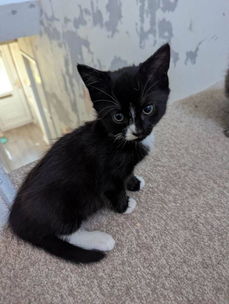 1 beautiful kitten