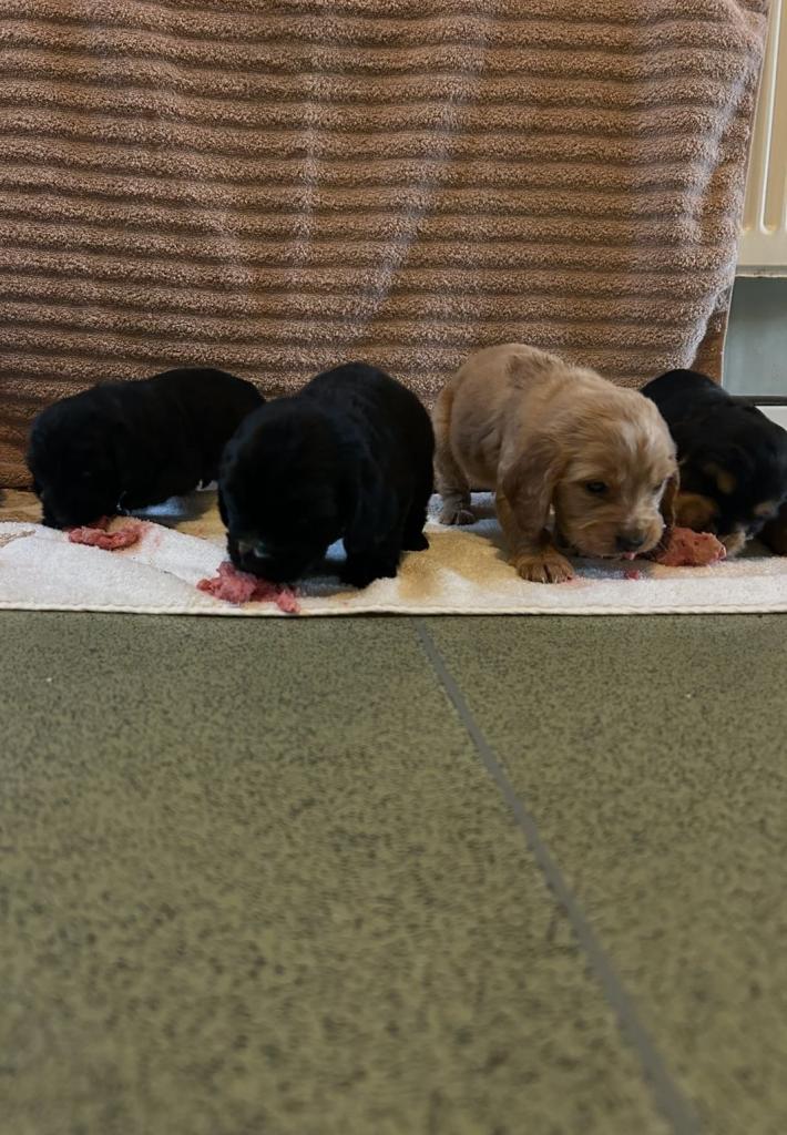 image for Cocker spaniel puppies