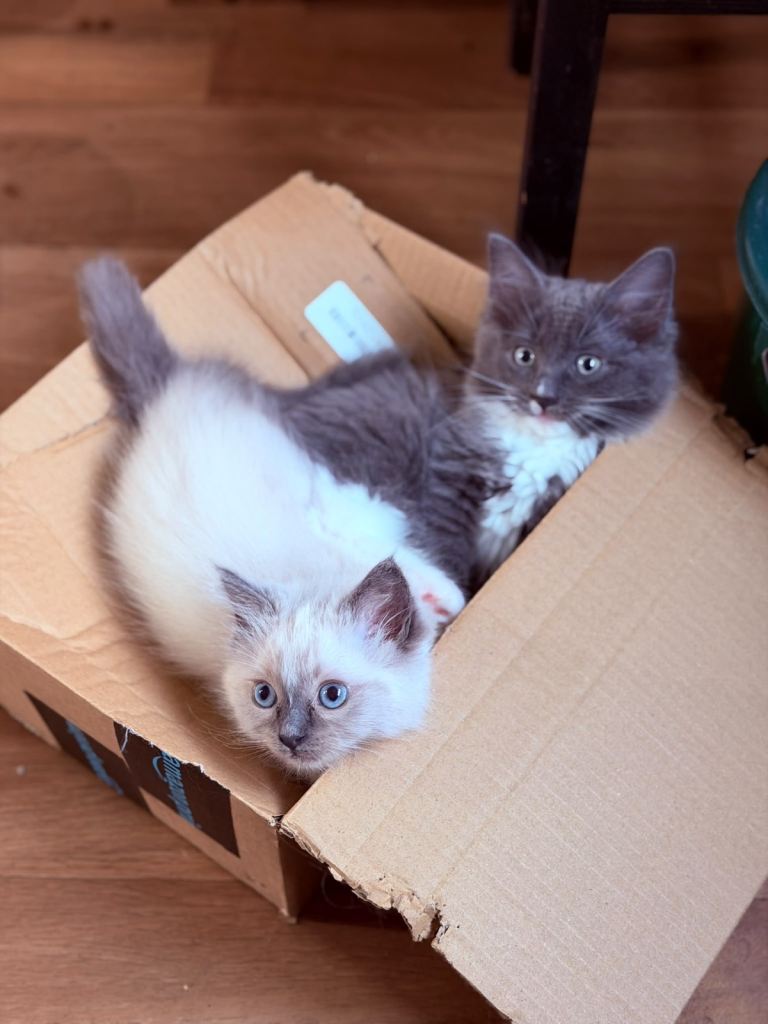 Ragdoll kittens born 10/07/26
