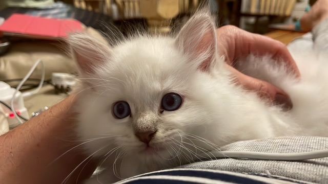 Ragdoll kittens for sale a boy and a girl left 