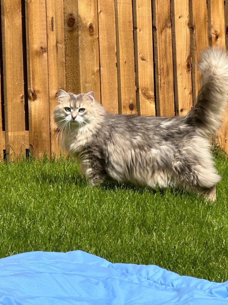 Siberian cat looking for a new home
