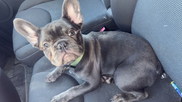 French bulldog puppy 6 months 