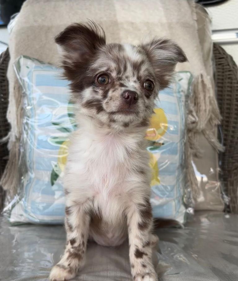 Longhair chihuahua puppies applehead