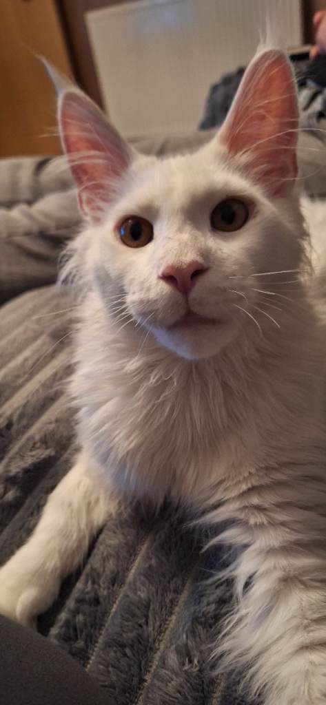 Registered Maine coon kittens available / Last kitten left !