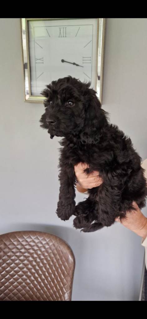 F1b cockapoo puppies