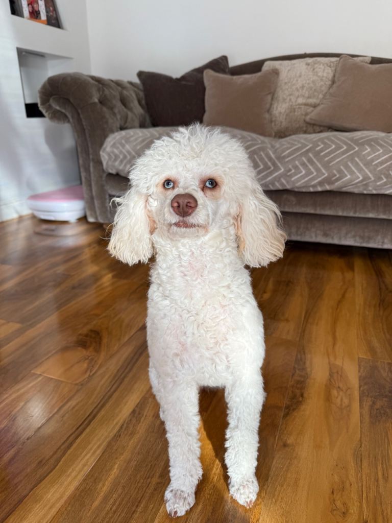 Miniature poodle