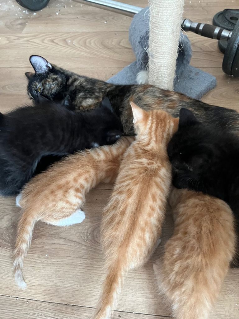 Kittens 250 each 8 weeks ready now