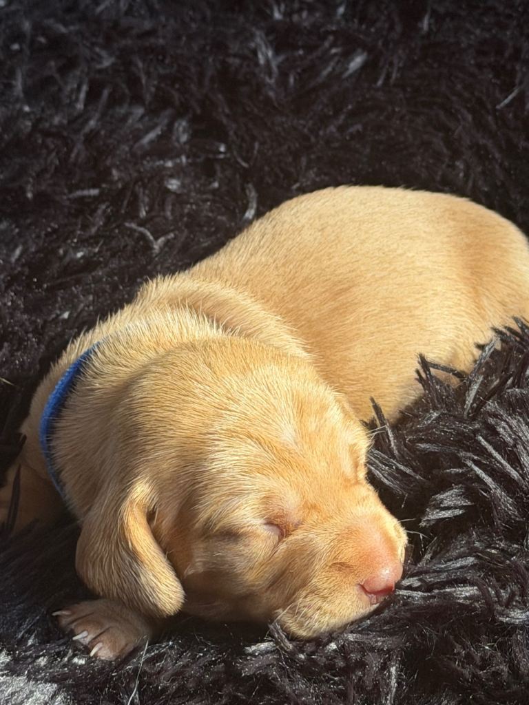 Beautiful Miniature Dachshund Fawn boy puppy – Ready 14th June 