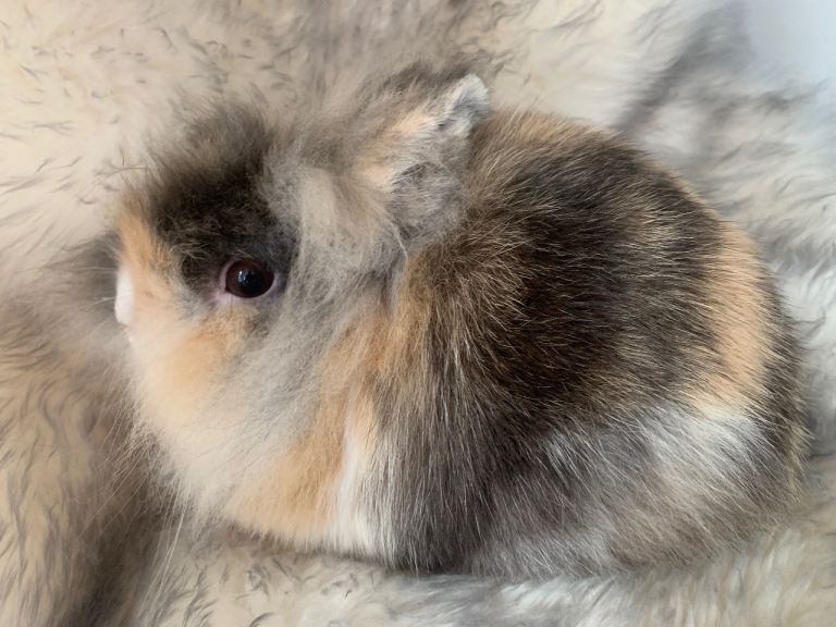 Double maned Lionhead 