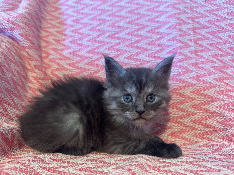 TICA Maine Coon kittens. 2 boys left 