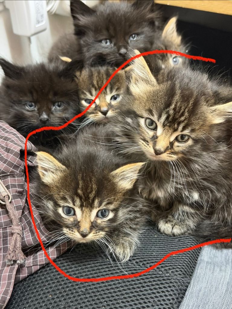 Beautiful, gentle little lap cats 