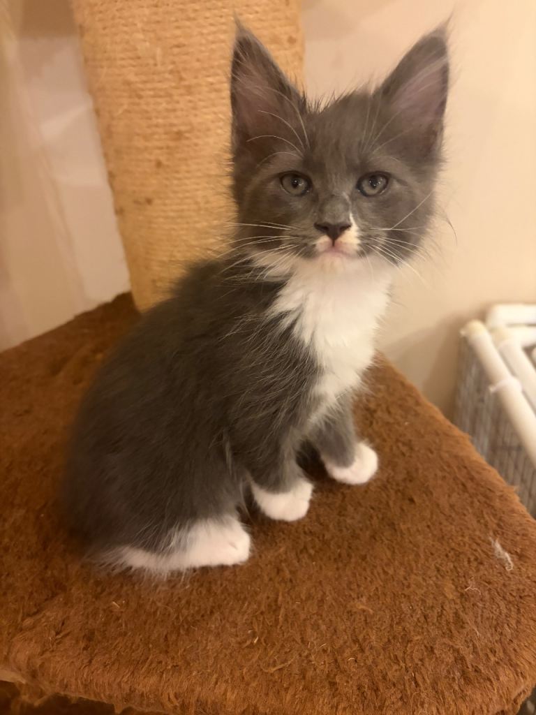 Maine coon kitten