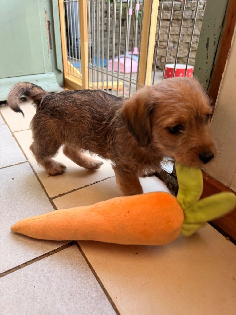 Cavachon cross miniature dachshund puppies 