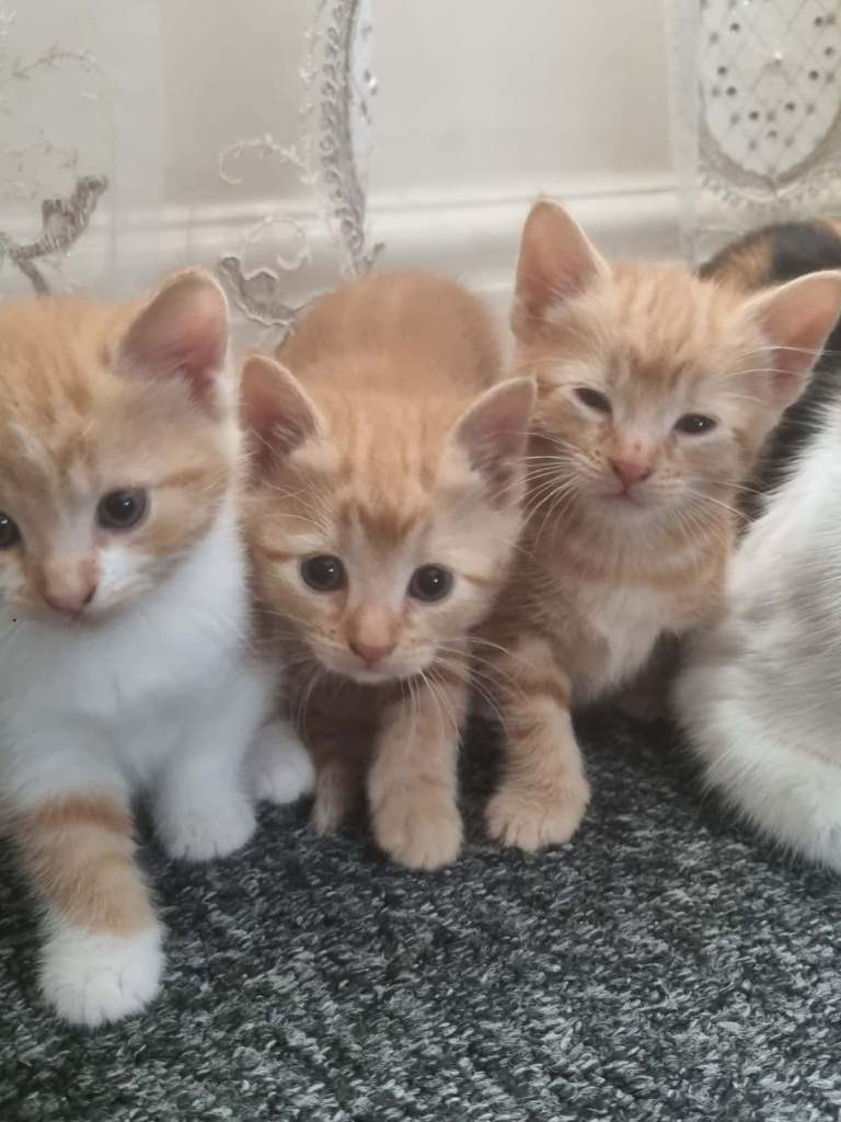  Playful Kittens 