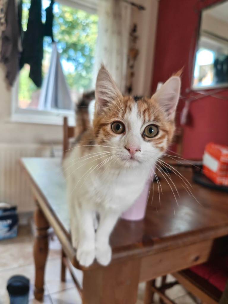 Cute little tabby / 4 months old / Callands area