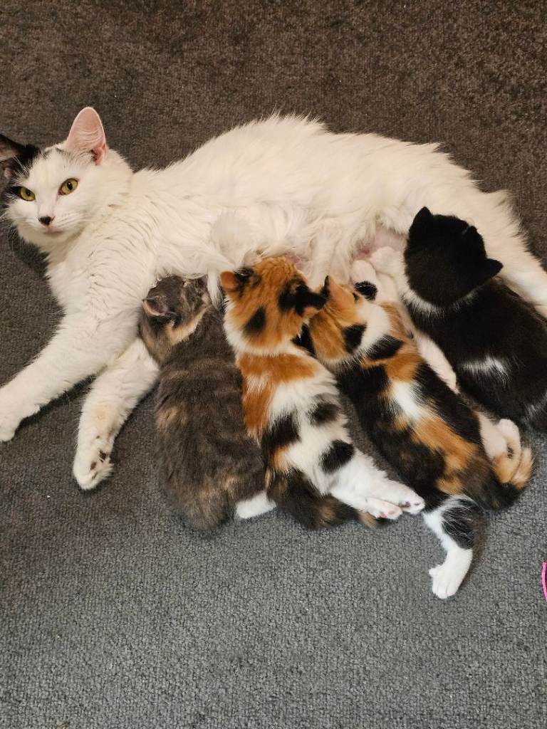 🐾💕 Adorable Kittens for Sale! 💕🐾 