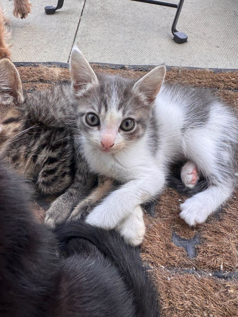 Kittens 7 weeks 