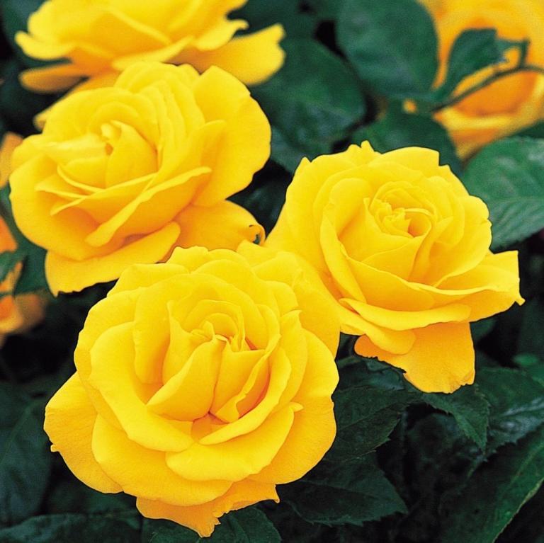 Golden wedding yellow bush rose plant 