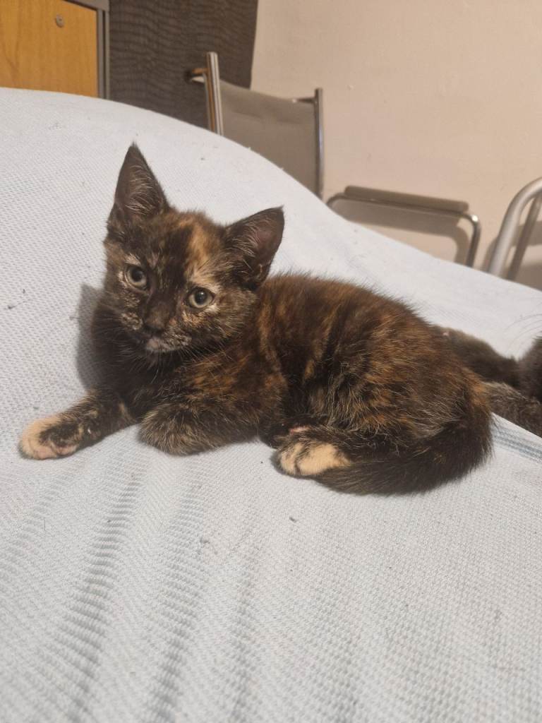 1 Kitten for Sale