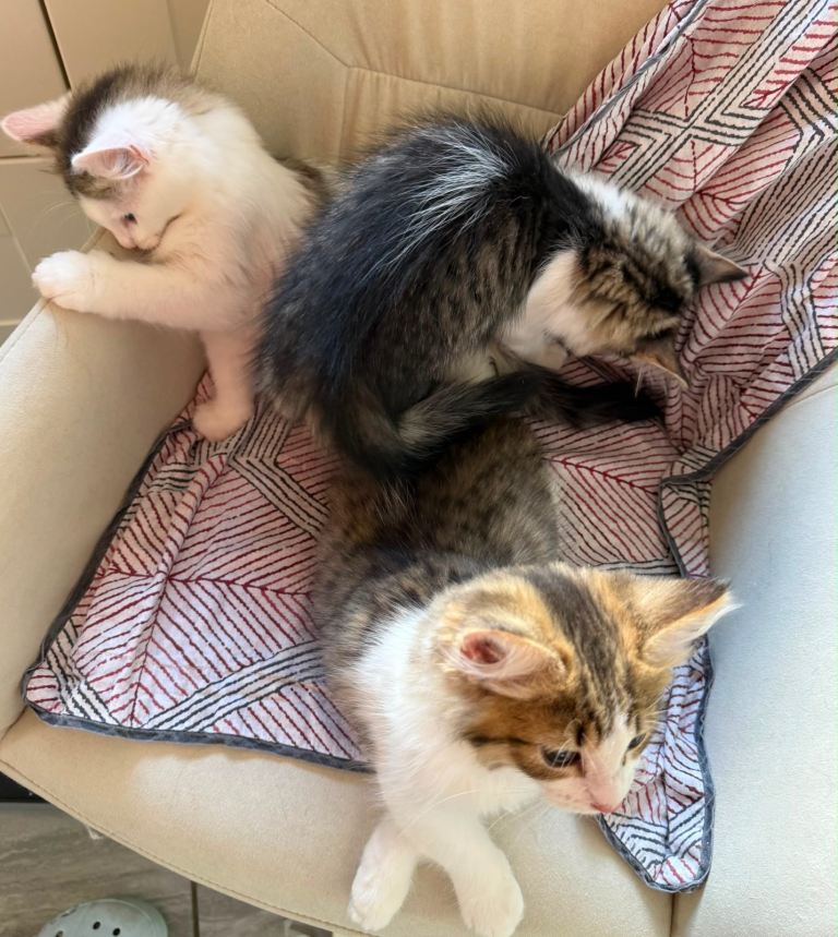 Tabby kittens