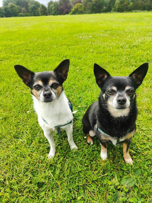 Benji and Robbie, 7yr old Chihuahua brothers looking for a good home