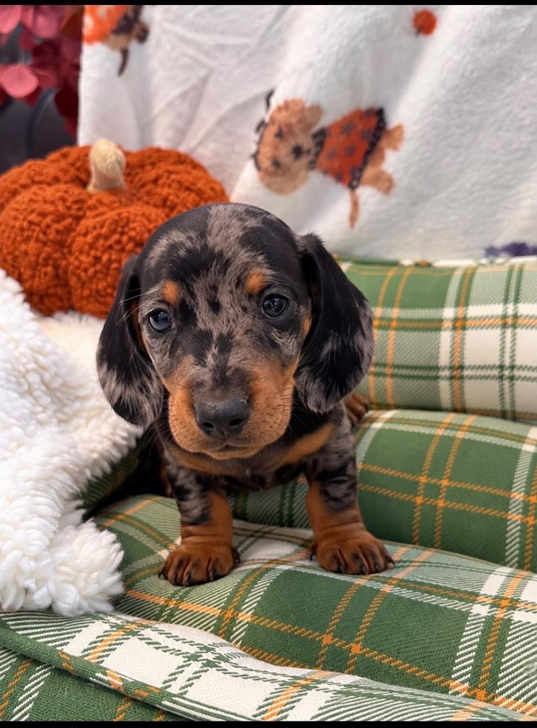 KC registered Miniature Dachshunds 