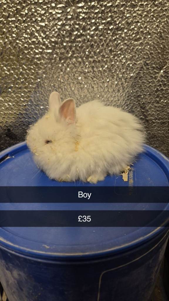 Baby Rabbits lionhead 8 week old, handled daily 