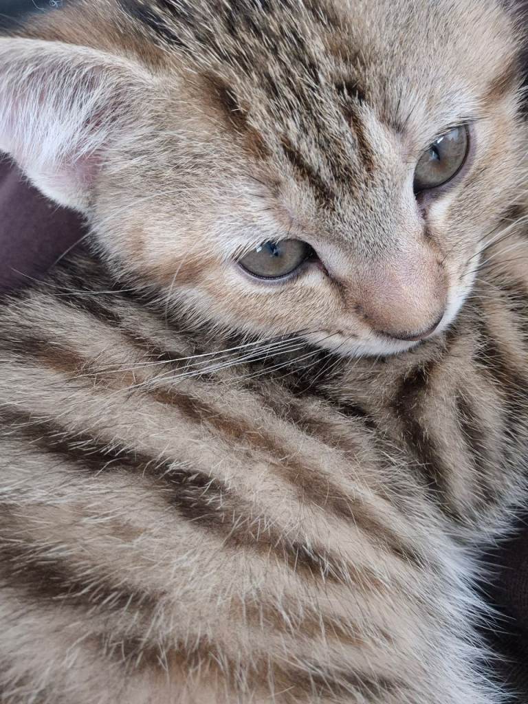 12 week kitten for sale