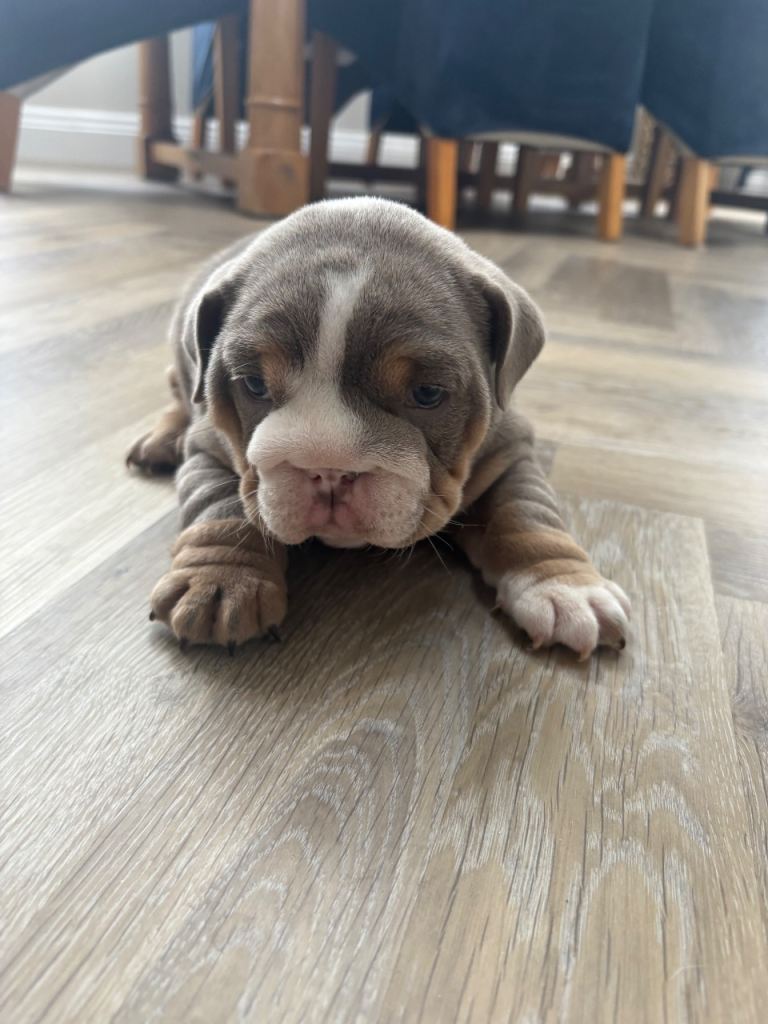 English bulldog puppy