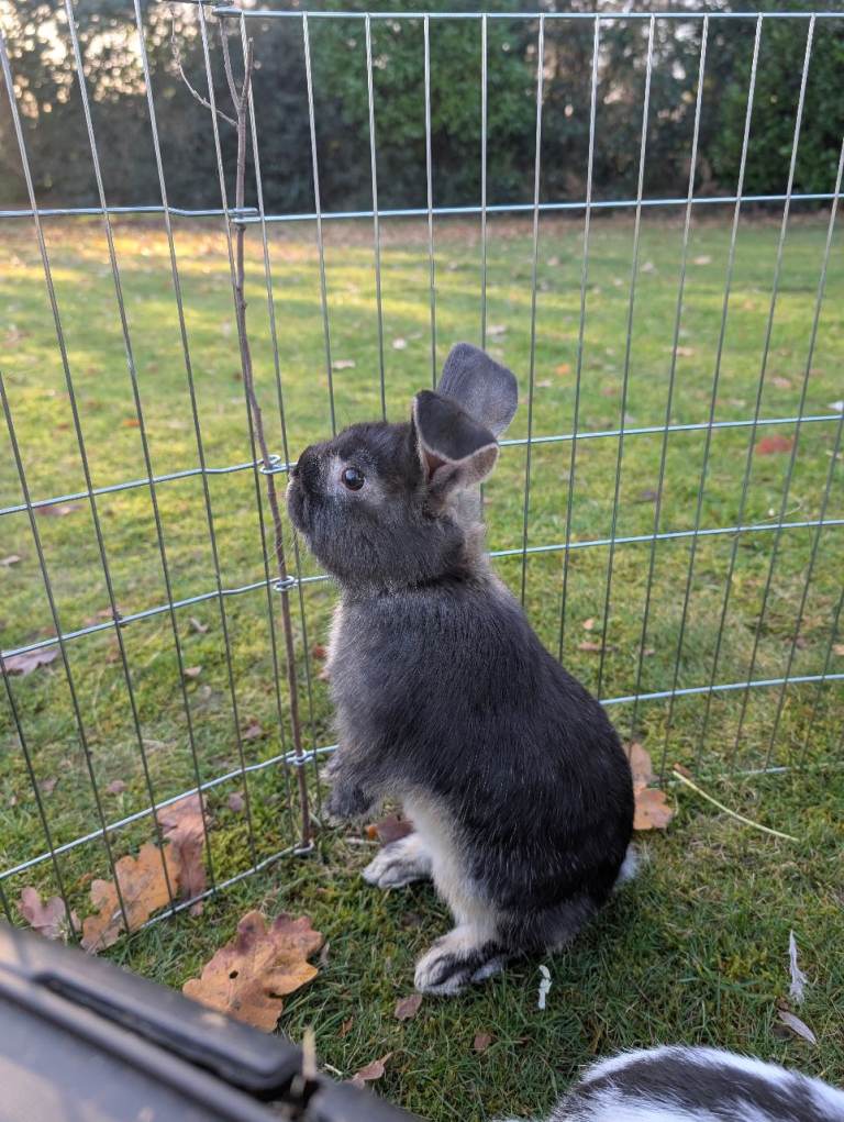 Baby Dwarf Lop Ear Male Rabbits For Sale 10 weeks old